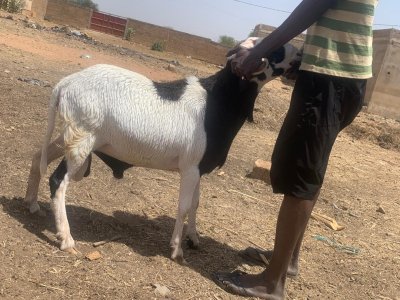 Mouton 145 000 à bakel aroundou