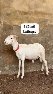 Mouton korite / tabaski Rufisque
