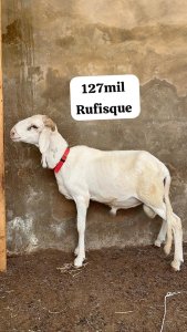 Mouton korite / tabaski Rufisque