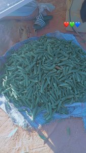 Gombo frais