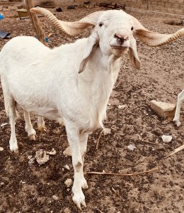 Moutons de Tabaski disponibles dès maintenant !