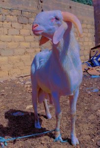 Moutons de Tabaski disponibles dès maintenant !