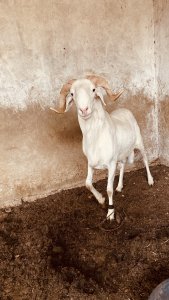 Mouton Tabaski – Qualité garantie