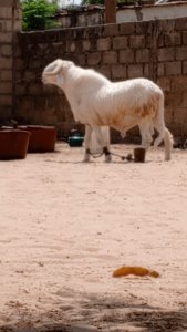 Mouton Tabaski 400000f
