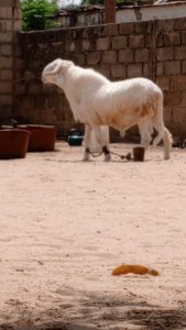 Mouton Tabaski 400000f
