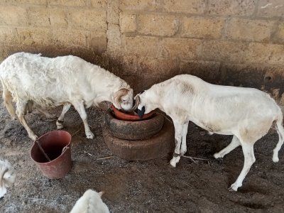 Mouton  Tabaski les 2  500000f