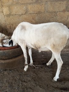 Mouton  Tabaski les 2  500000f