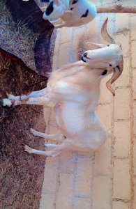 Mouton Tabaski noir blanc 250 000f