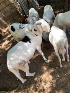 Mouton Tabaski 180 000f Thies