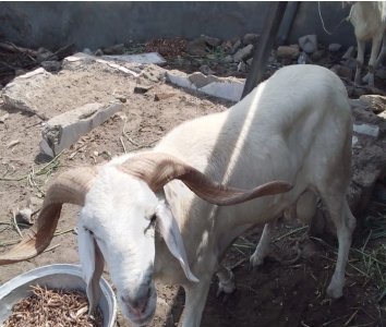 Mouton Tabaski 175 000f