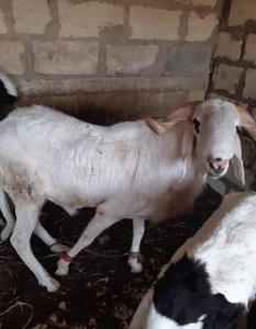 Mouton Tabaski 290 000f