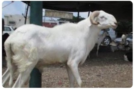 Mouton Tabaski 200 000f