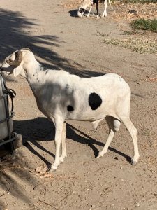 Mouton Tabaski 190 000f