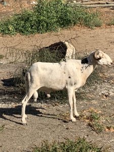 Mouton Tabaski 180 000f Thies