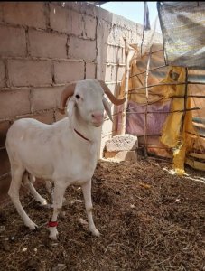 Mouton Tabaski 175 000f Thies
