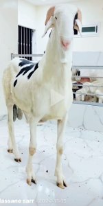 Mouton Tabaski 250 000f
