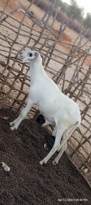 Mouton Tabaski