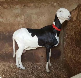 Mouton ladoum