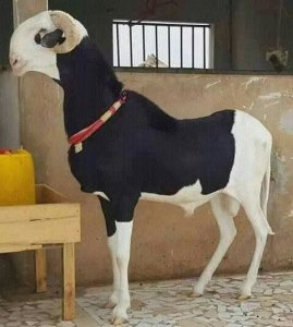 Mouton ladoum