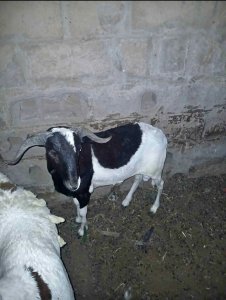 Mouton Tabaski 190 000f