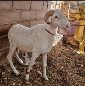 Mouton Tabaski 175 000f