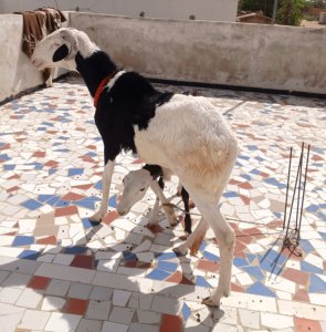 Mouton Tabaski Mâle toulaber