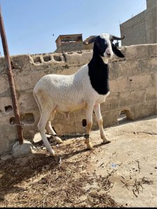 Mouton Tabaski 100 000f