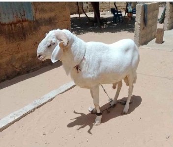 Mouton Tabaski 200 000f