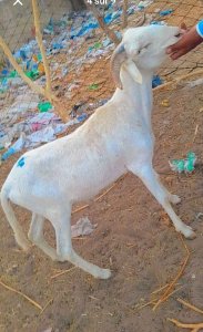 Mouton Tabaski 150 000f