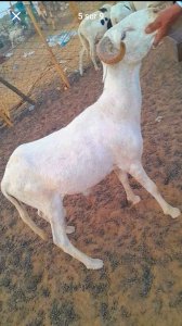 Mouton Tabaski 150 000f