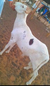 Mouton Tabaski 160 000f
