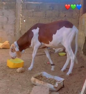 Mouton Tabaski 400 000f