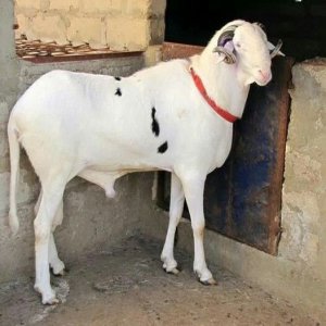 Mouton Tabaski 500 000f