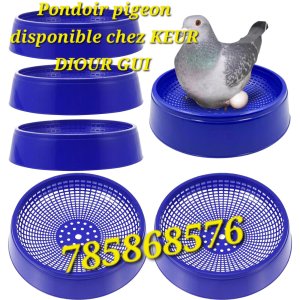 Pondoir pigeons