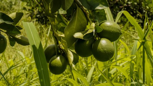 Citrons Lime de Tahiti 400f kg