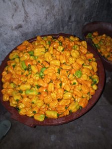 Piment Loleza jaune