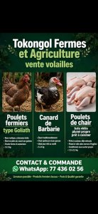 Volaille fermier