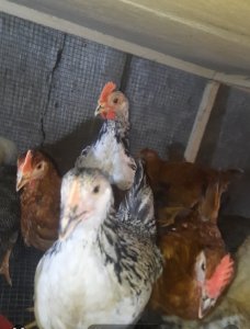 JEUNES poulet GOLIATH DISPONIBLES À LA VENTE
