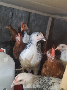 JEUNES poulet GOLIATH DISPONIBLES À LA VENTE