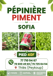 Pépinière Piment Big Sun &Sofia
