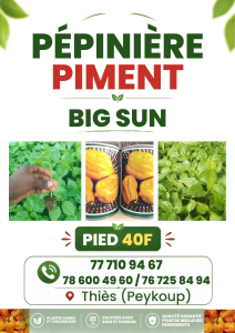 Pépinière Piment Big Sun &Sofia
