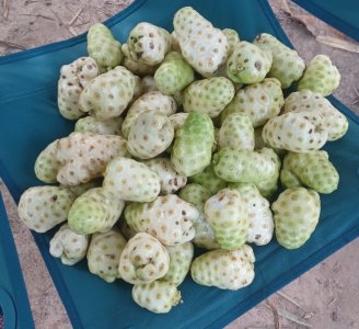 Jus de Noni bio