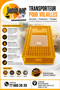 Cage Transport volaille