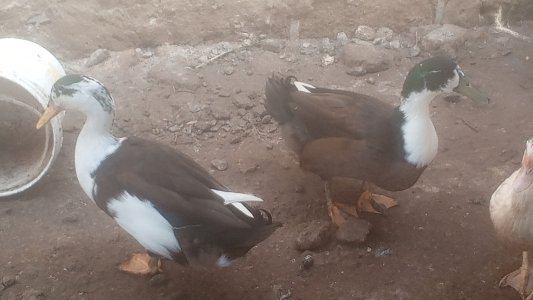 Canards