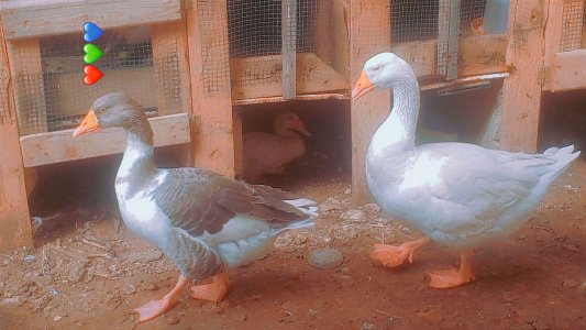 Canards