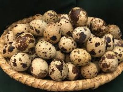 Œufs de caille frais