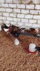Poulet Goliath en début de production