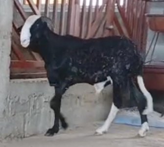 Mouton jeune mâle ladoum