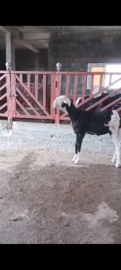 Mouton Agnelle Ladoum