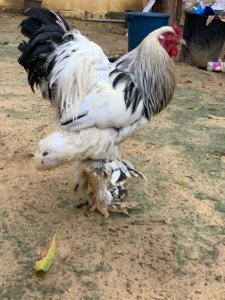Poulets herminé